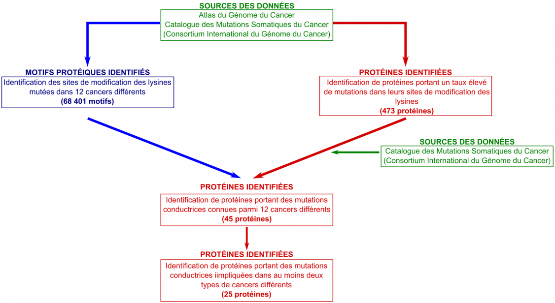 En haut, cadre "Sources des données." Cette case amène à 2 cases. La première "Motifs protéiques identifiés" et la seconde "Protéines identifiées, Identification de protéines portant un taux élevé de mutations dans leurs sites de modification des lysines (473 protéines)". Ces 2 cases amènent à la même case : "Protéines identifiées, Identification de protéines portant des mutations conductrices connues parmi 12 cancers différents (45 protéines)." Une case est dirigée sur la flèche entre les deux cases précédentes (473 et 45 protéines). Celle-ci est annotée "Sources des données". Enfin, la case (45 protéines) donne la dernière case "Protéines identifiées, Identification de protéines portant des mutations conductrices impliquées dans au moins 2 types de cancers différents (25 protéines)."