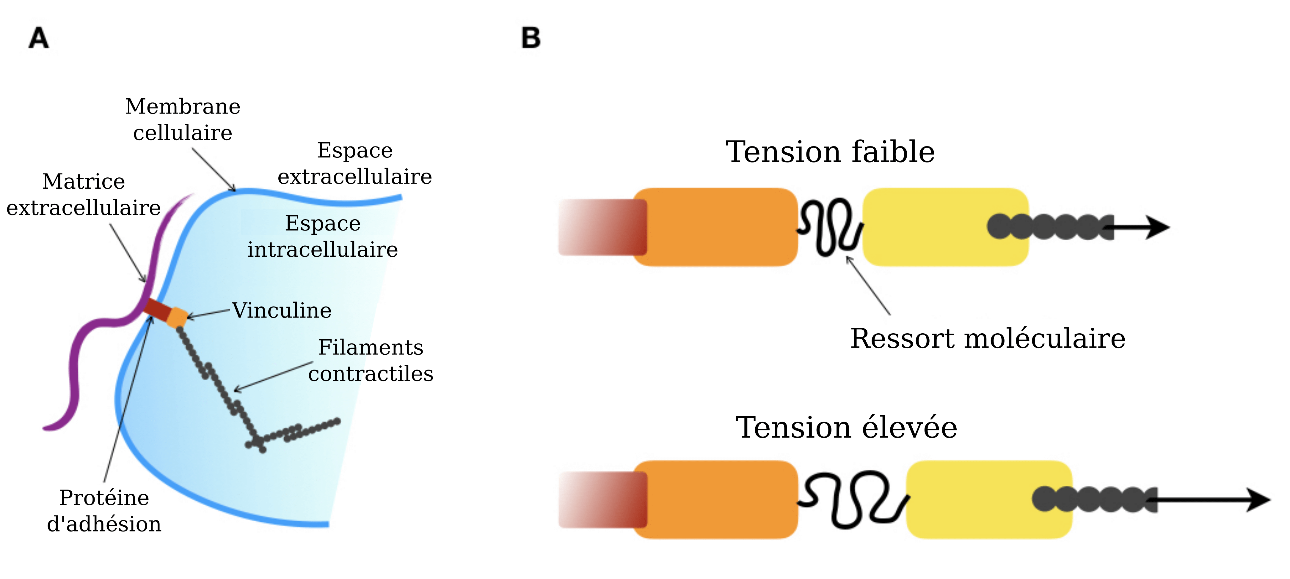 A. Cellule avec à l'extérieur la matrice extracellulaire, reliée à la membrane par une protéine d'adhésion puis à la vinculine à l'intérieur de la cellule. Cette vinculine est liée à des filaments contractiles. B. Un ressort serré entre 2 rectangles annoté "tension faible" et un ressort desséré entre 2 rectangles éloignés annoté "tension élevée". 