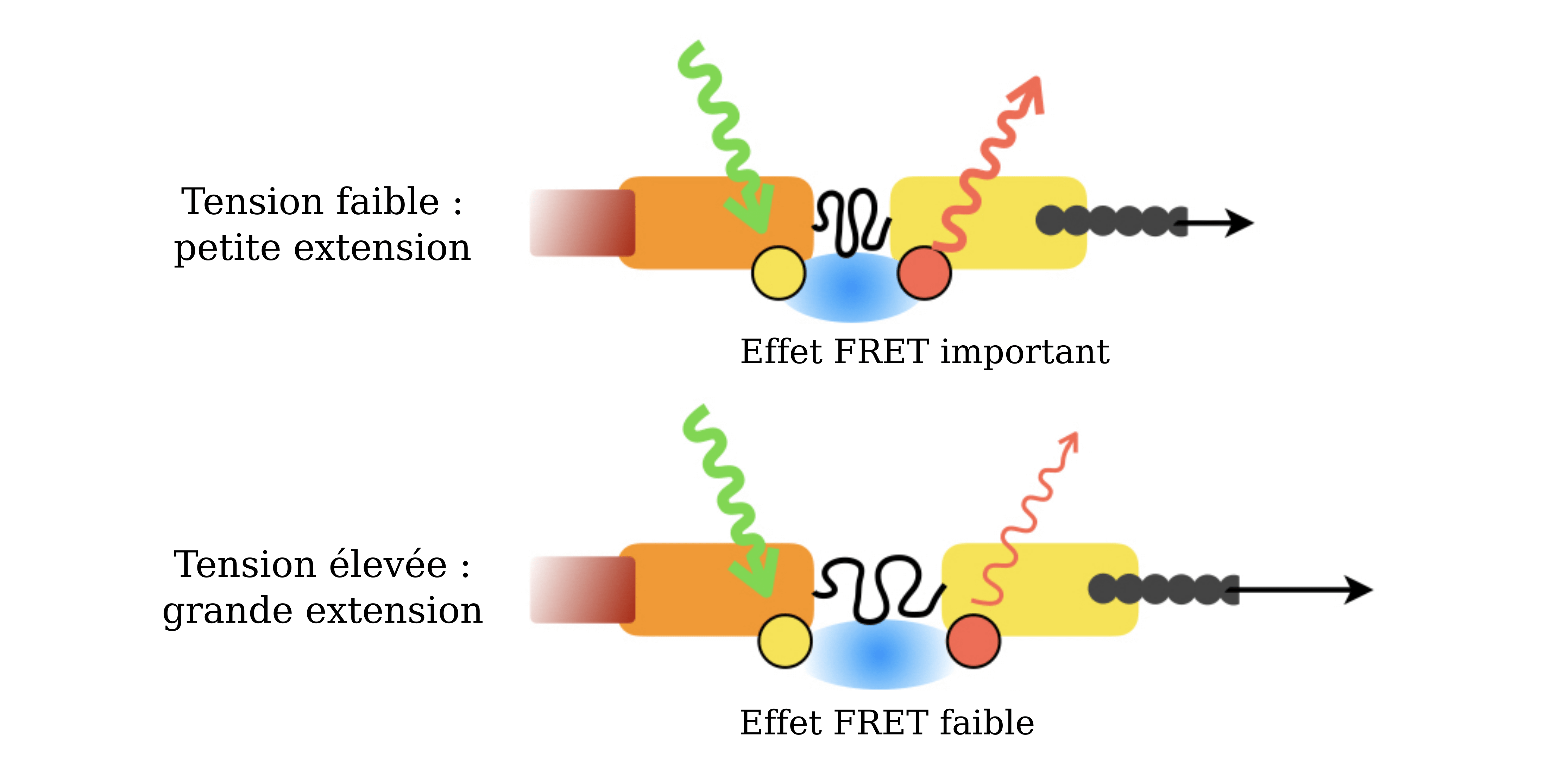 Tension faible : les 2 rectangles sont proches, les cercles jaune et rouge aussi. Effet FRET important. Tension élevée : les 2 cercles sont plus éloignés, l'effet FRET est faible.