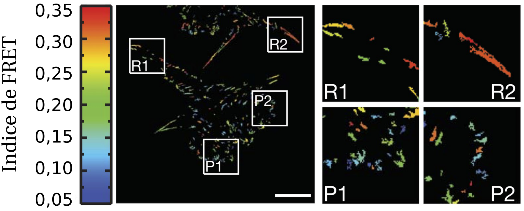 Images avec des tâches colorées. Les couleurs ne sont pas identifiques en fonction de l'endroit dans la cellule.