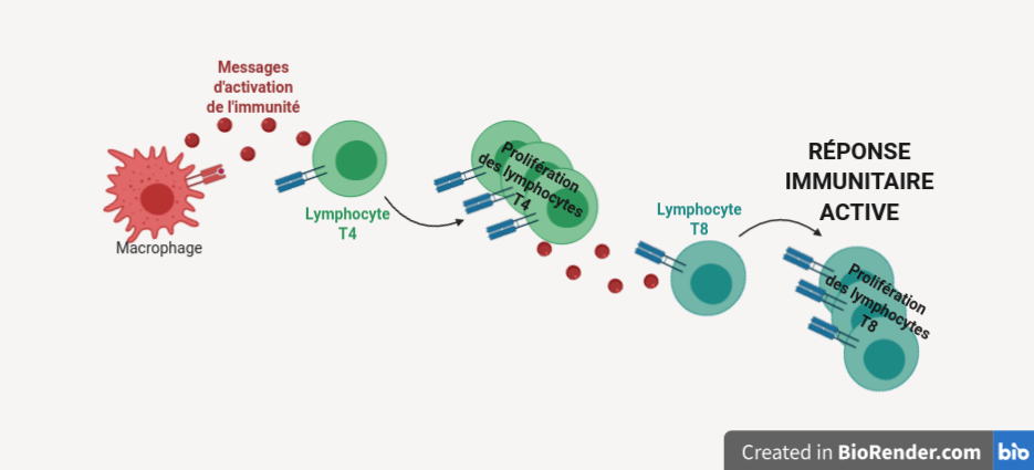 Un macrophage sécrète des messages d'activation de l'immunité qui atteignent un lymphocyte T4. Celui-ci prolifère et sécrètent les mêmes messages qui atteignent un lymphocyte T8 qui prolifère.