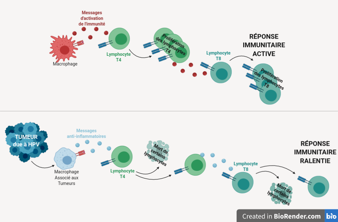 En haut, même image que la figure 1, annotée "Réponse immunitaire active". En bas, même schéma mais avec une tumeur due à HPV. Celle-ci active un macrophage associé aux tumeurs qui sécrète des messages anti-inflammatoires qui atteignent le lymphocyte T4. Une partie des lymphocytes T4 meure, l'autre sécrète les mêmes messages anti-inflammatoires qui atteignent un lymphocytes T8, ce qui conduit à la mort de certains T8. Cette partie est annotée "Réponse immunitaire ralentie". 