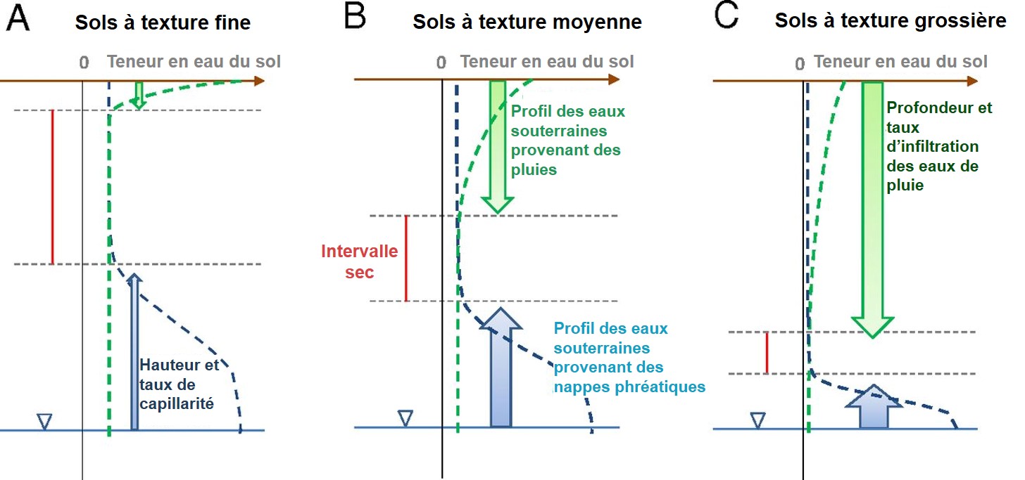 3 graphiques où la taille des flèches indique les flux. Pour un sol à texture fine : fine et courte flèche verte et fine et longue flèche bleue. Sol à texture moyenne : épaisses et longues flèches vertes et bleues. Sol à texture grossière : très longue et très épaisse flèche verte et courte et très épaisse flèche bleue.