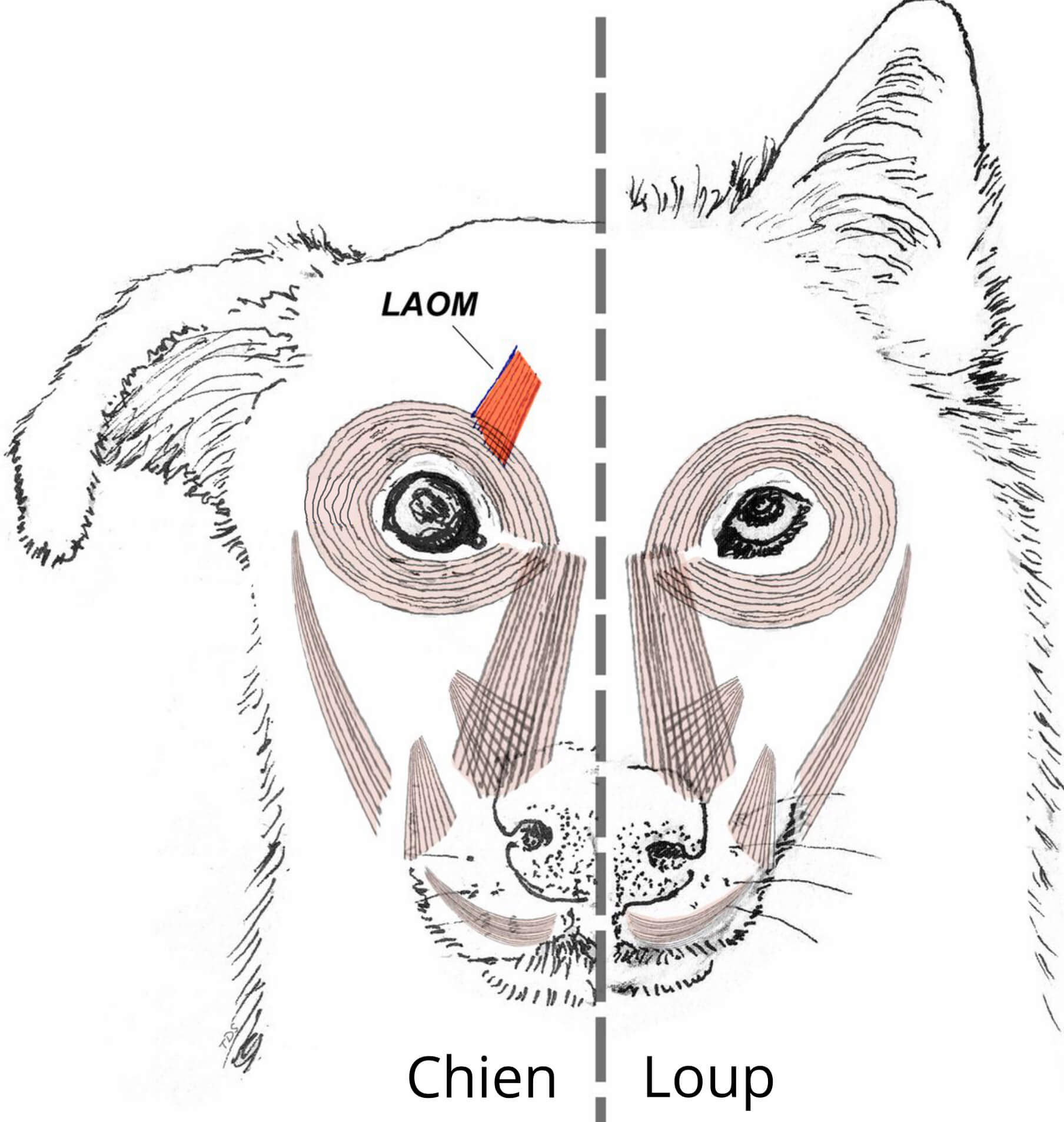Moitié gauche d'une tête de chien accolée à la moitié droite d'une tête de loup. Sont dessinés les muscles faciaux qui sont identifiques à l'exception de LAOM uniquement chez le chien, du côté interne du sourcil supérieur. 