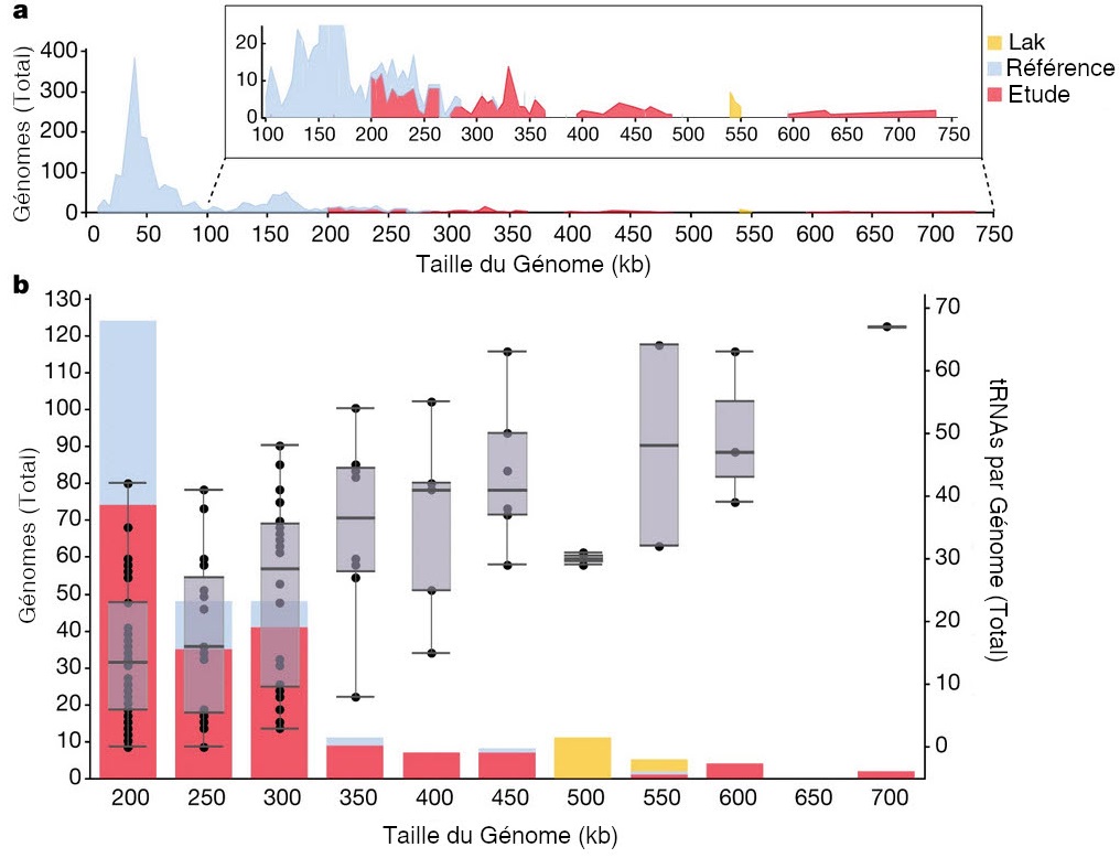 a) Ordonnées : Génomes (Total) de 0 à 400 et Abscisses : Taille du génome (kb) de 0 à 750. Les courbes font des pics. La courbe grise va de 0 à 300 kb environ, la courbe rouge de 200 à 750 avec un trou entre 480 et 600 environ. La courbe jaune a juste un pic autour de 550. b) Histogramme qui superposeles valeur de a) avec le nombre de tRNA par génome (Total). Ce nombre augmente progressivement entre un génome de 200 kb et 700 kb. 