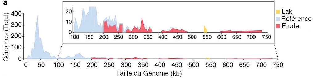 Ordonnées : Génomes (Total) de 0 à 400 et Abscisses : Taille du génome (kb) de 0 à 750. Les courbes font des pics. La courbe grise va de 0 à 300 kb environ, la courbe rouge de 200 à 750 avec un trou entre 480 et 600 environ. La courbe jaune a juste un pic autour de 550. 