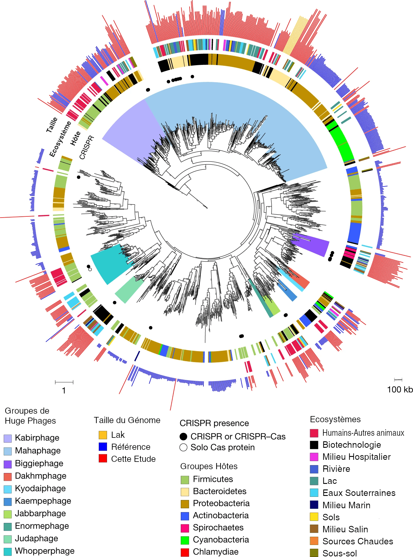 Arbre phylogénétique en forme de rond où les branches vont donc du centre vers la périphérie. Trop de données pour être décrite précisément.