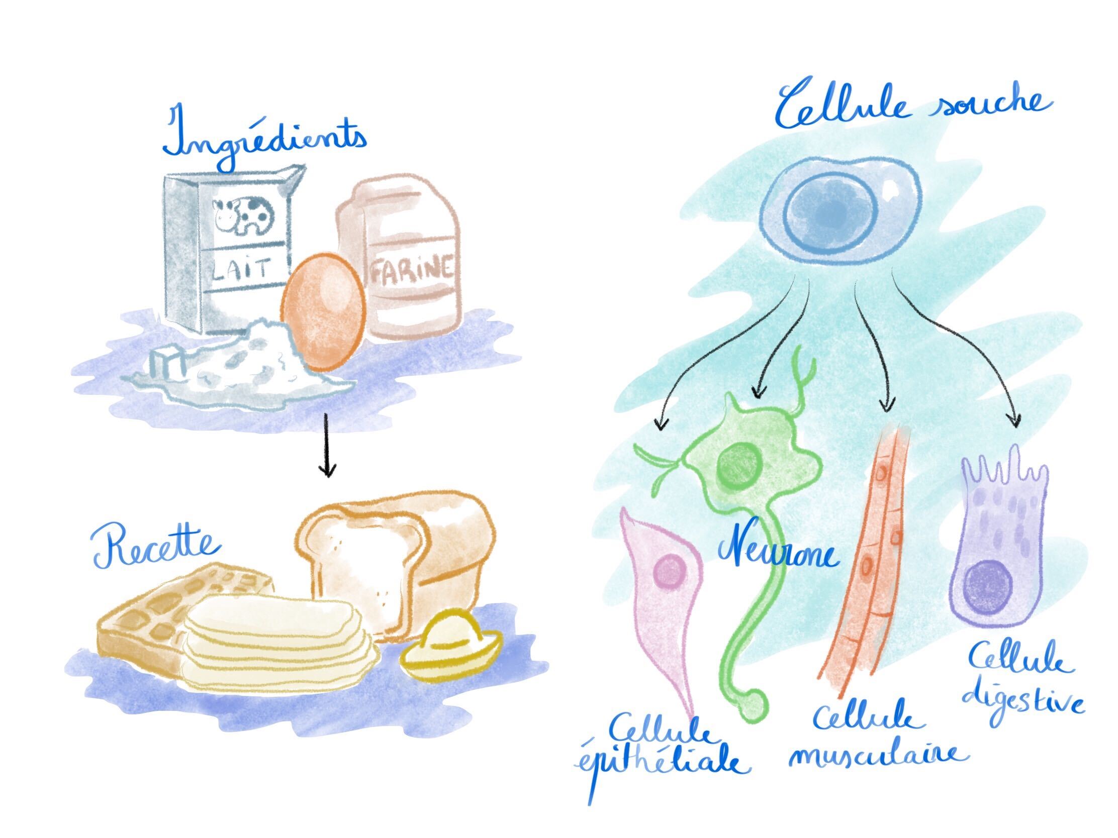 Illustration de ce qui est en légende.