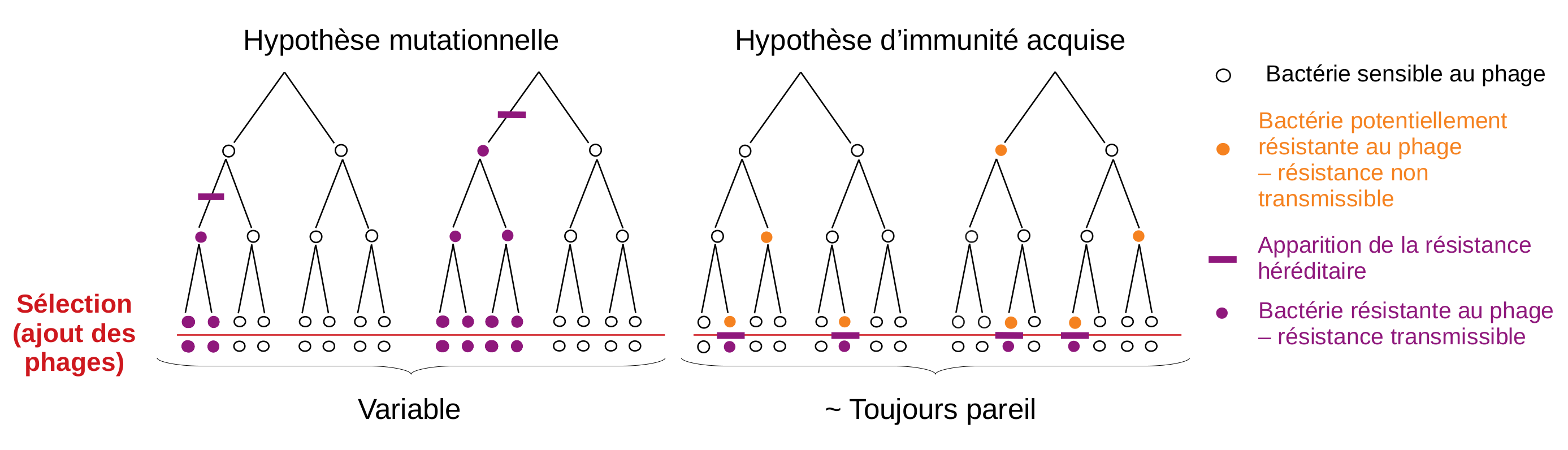 Légende : point violet "Bactérie résistance au phage, résistance transmissible" ; point orange "Bactérie potentiellement résistance au phage, résistance non transmissible" ; trait violet "Apparition de la résistance héréditaire" ; point blanc "Bactérie sensible au phage".  
Arbre de gauche "Hypothèse mutationnelle". Arbre avec des points blancs. Après un trait violet, tous les points des bactéries filles sont violets aussi. Après sélection (ajout des phages), rien en change. Arbre de gauche "Hypothèse d'immunité acquise". Arbre avec des points blancs. Quelques points oranges aléatoires. Après sélection (ajout des phages), un triat violet apparaît puis un point violet remplace un point orange.