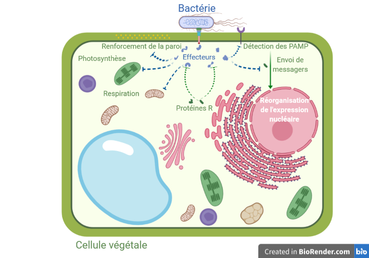 En vert : renforcement de la paroi, photosynthèse, respiration, protéines R, détection des PAMP, envoi des messagers. En bleu, inhibition de ces processus.