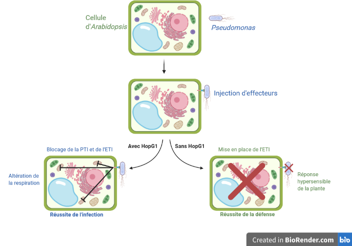 Les bactéries dans le cadre de maladies des plantes. Les bactéries ;  maladies des plantes. ≫omm x100 mm Fig. 26. f Fig. 274 F'8- 28§ La  surface bien développée dans les