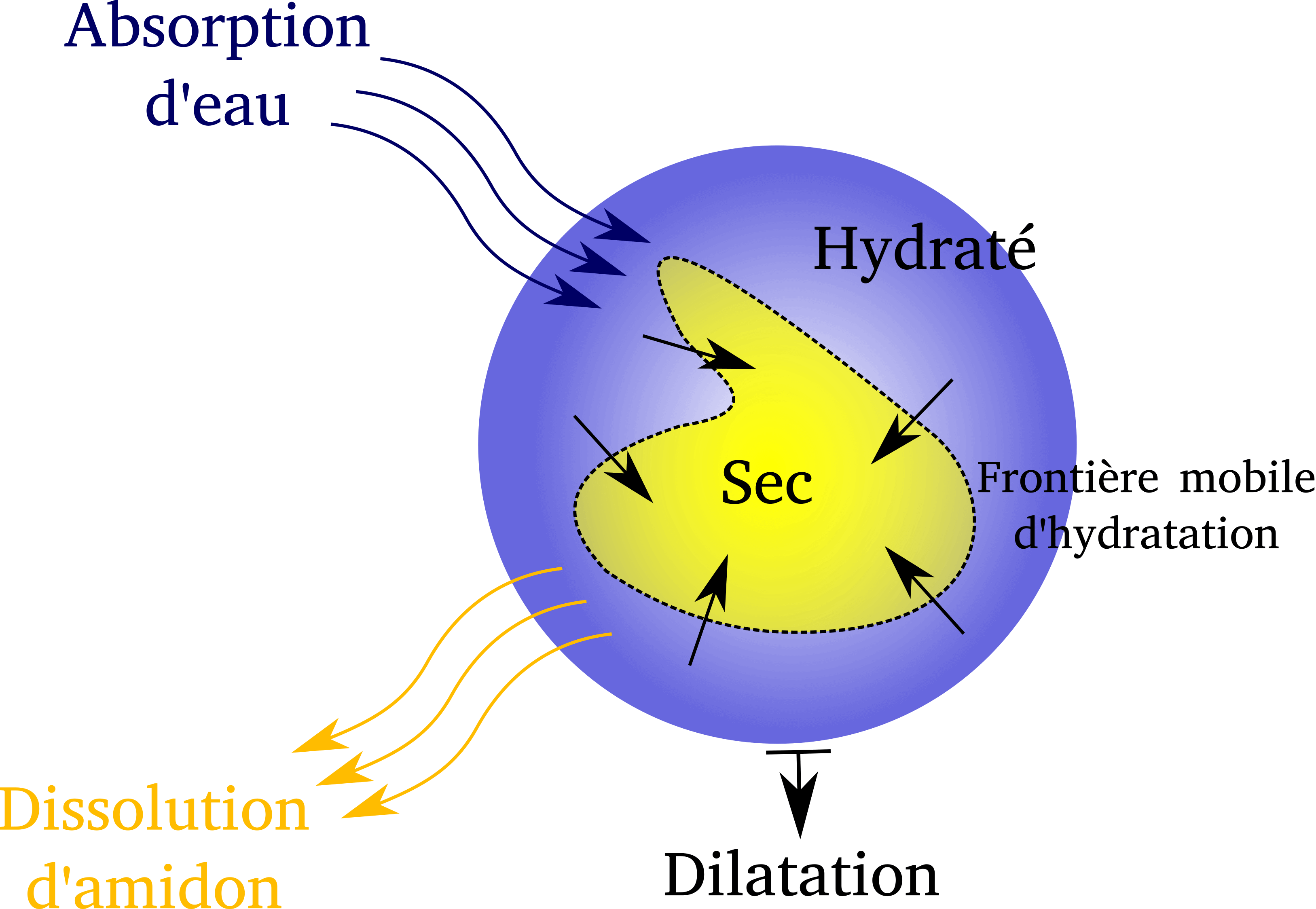 Rond central violet avec le texte "Hydraté". Au coeur de ce rond, une forme vaguement ronde et jaune "Sec". La frontière entre les deux : "Frontière mobile d'hydratation". Des petites flèches vont du violet vers le jaune. Une flèche va du violet vers l'extérieur "Dilatation". 3 flèches noires courbes vont de l'extérieur vers le violet : "Absorption d'eau". 3 flèches jaunes courbes vont du violet vers l'extérieur : "Dissolution d'amidon". 