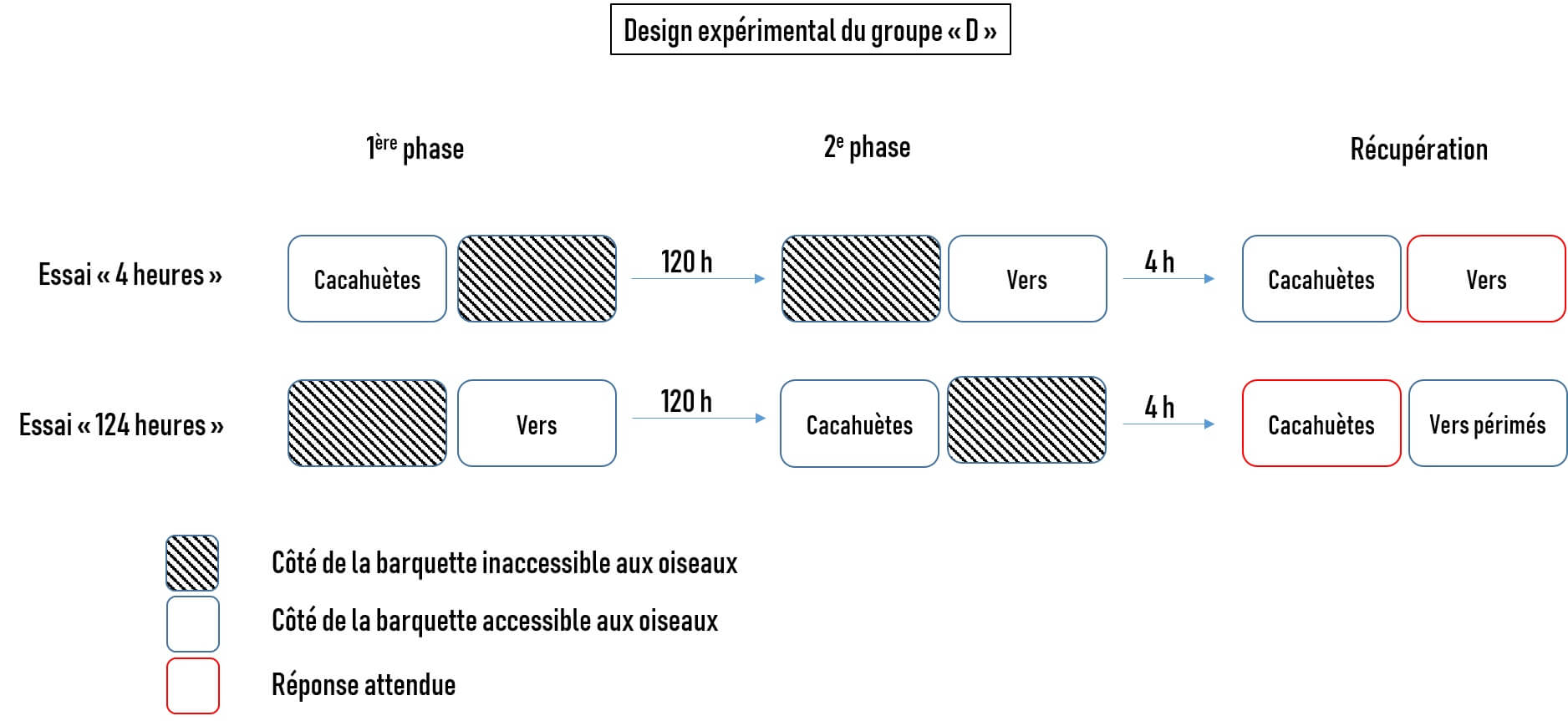 Suite de 3 fois 2 rectangles qui représentent un essai. Légende : rectangle hachuré : "côté de la barquette inaccessible aux oiseaux" ; rectangle bleu : "côté accessible aux oiseaux" ; rectangle rouge : "réponse attendue". Essai de 4h : rectangle bleu "Cacahuètes" puis rectangle hachuré puis "120h" puis rectangle hachuré puis "Vers" en bleu puis "4h" puis "Cacahuètes" en bleu puis "Vers" en rouge. Essai "124h" : hachuré puis "Vers" en bleu puis "120h" puis "Cacahuètes" bleu puis rectangle hachuré puis "4h" puis "Cacahuètes" en rouge puis "Vers périmés" en bleu.