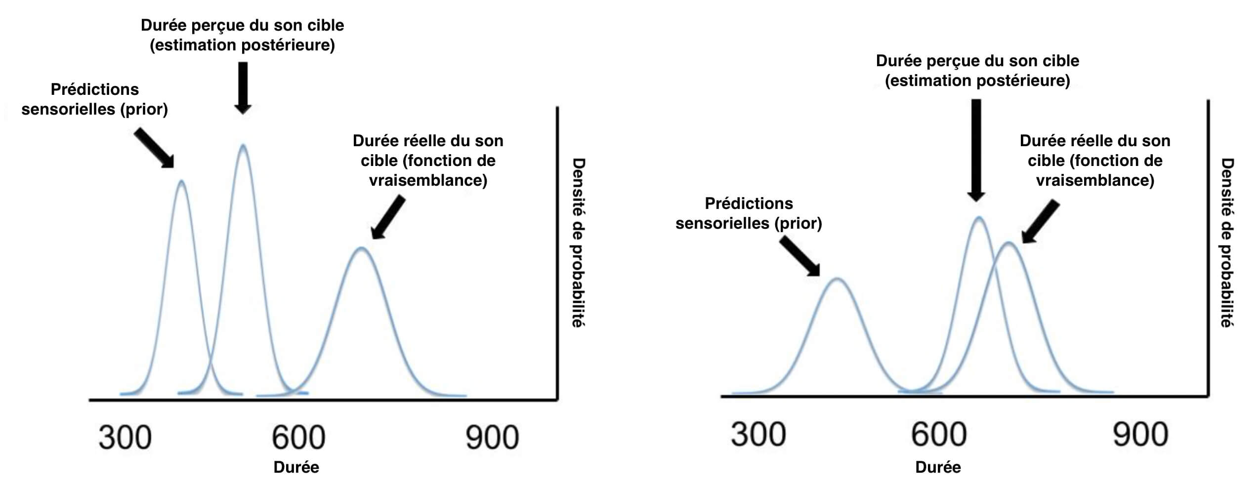 Deux graphiques. Abscisses "durée" et ordonnées "densité de probabilité". Pour chacun, 3 pics. Un pic annoté "Prédictions sensorielles (priori), un deuxième" Durée perçue du son cible (estimation postérieure)" et le troisième "Durée réelle du son cible (fonction de vraisemblance). Graphe de gauche : les pics 1 et 2 sont étroits et hauts, de hauteur presque identique. Le pic 3 est plus bas et plus large. À droite, le pic 1 est bas et large et les pics 2 et 3 sont haut et fins et se recoupent beaucoup.