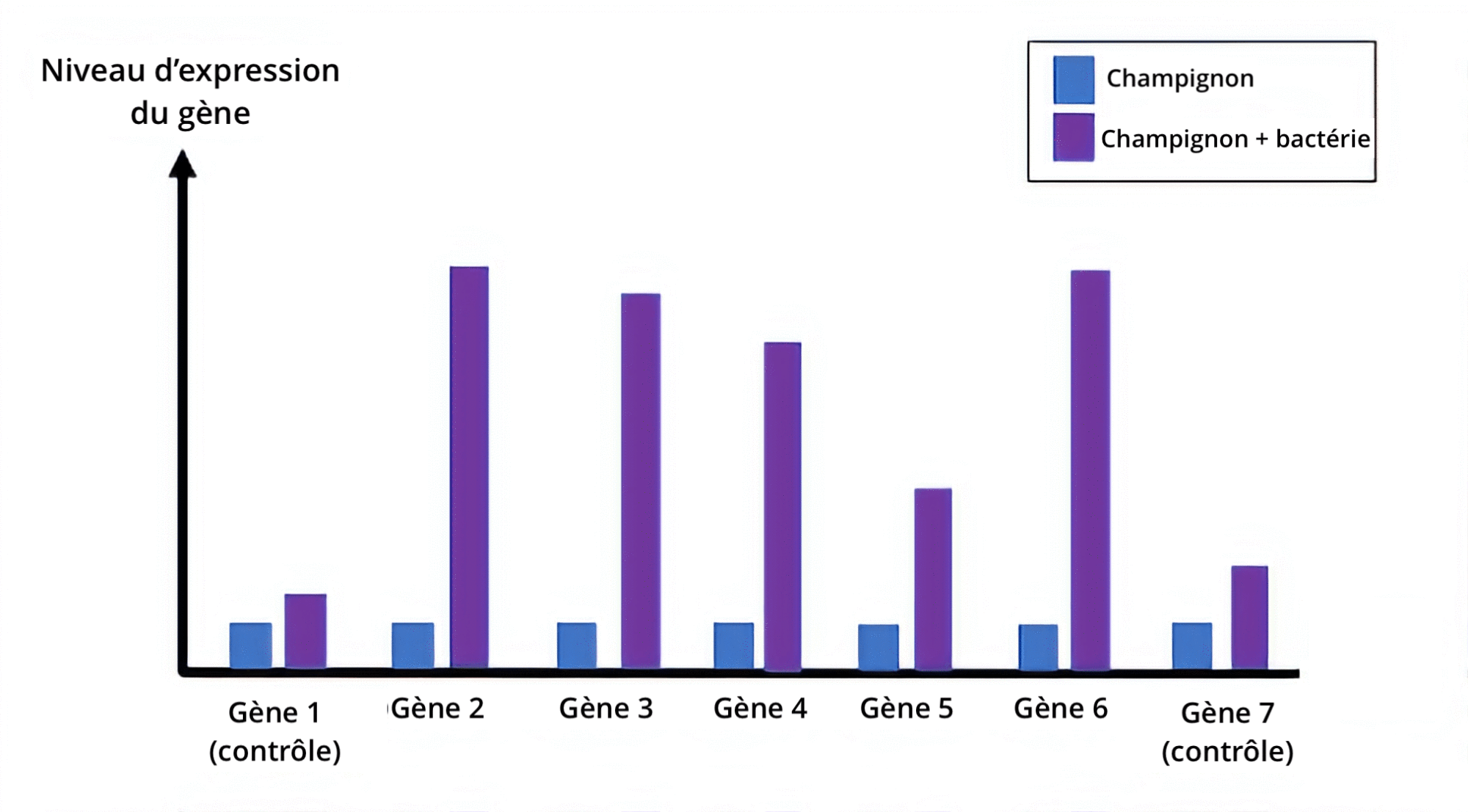 Histogramme avec en légende des barres bleues pour "champignon" et violettes pour "champignon + bactérie". Pour les gène 1 et 7 (contrôles, la barre violette est un petit peu plus haute que la bleue. Pour les 5 autres gènes, la barre violette est beaucoup plus haute que la bleue.