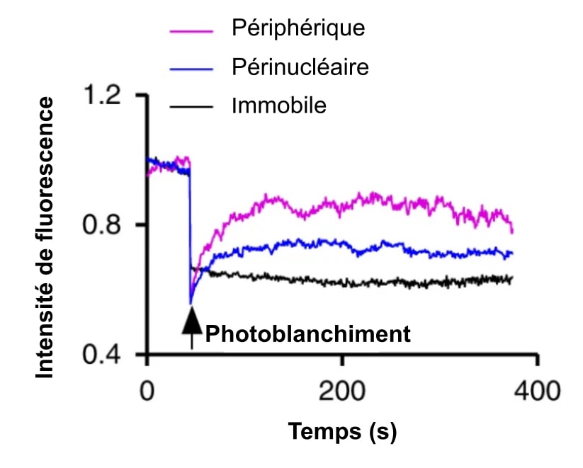 Intensité de fluorescence de 0,4 à 1,2 en fonction du temps de 0 à 400 secondes. L'intensité est élevée puis décroît d'un coup lors du photoblanchiment, et remonte ensuite jusqu'à se stabiliser. L'intensité ne revient pas au niveau avant blanchiment. 