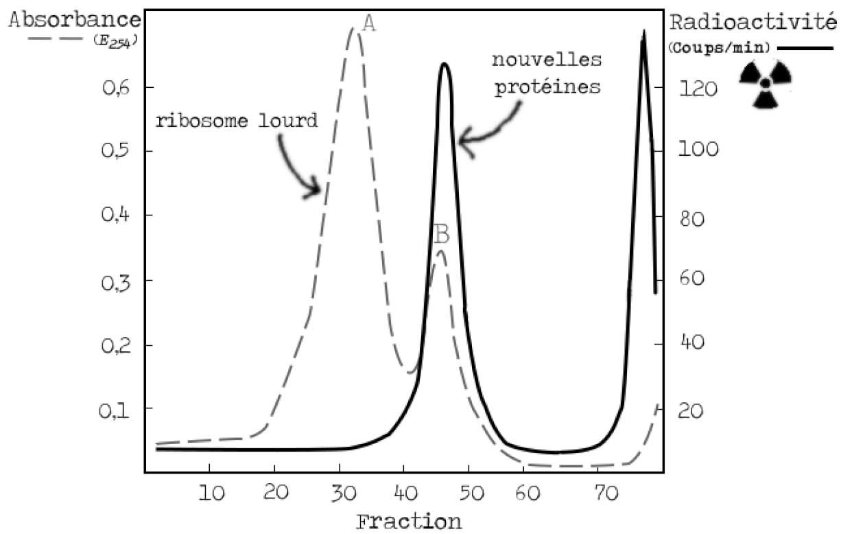 Même graphique que les figure 7 et 9 mais avec la bande B des ribosomes lourds en traits pointillés dans la même fraction que les nouvelles protéines en trait plein.