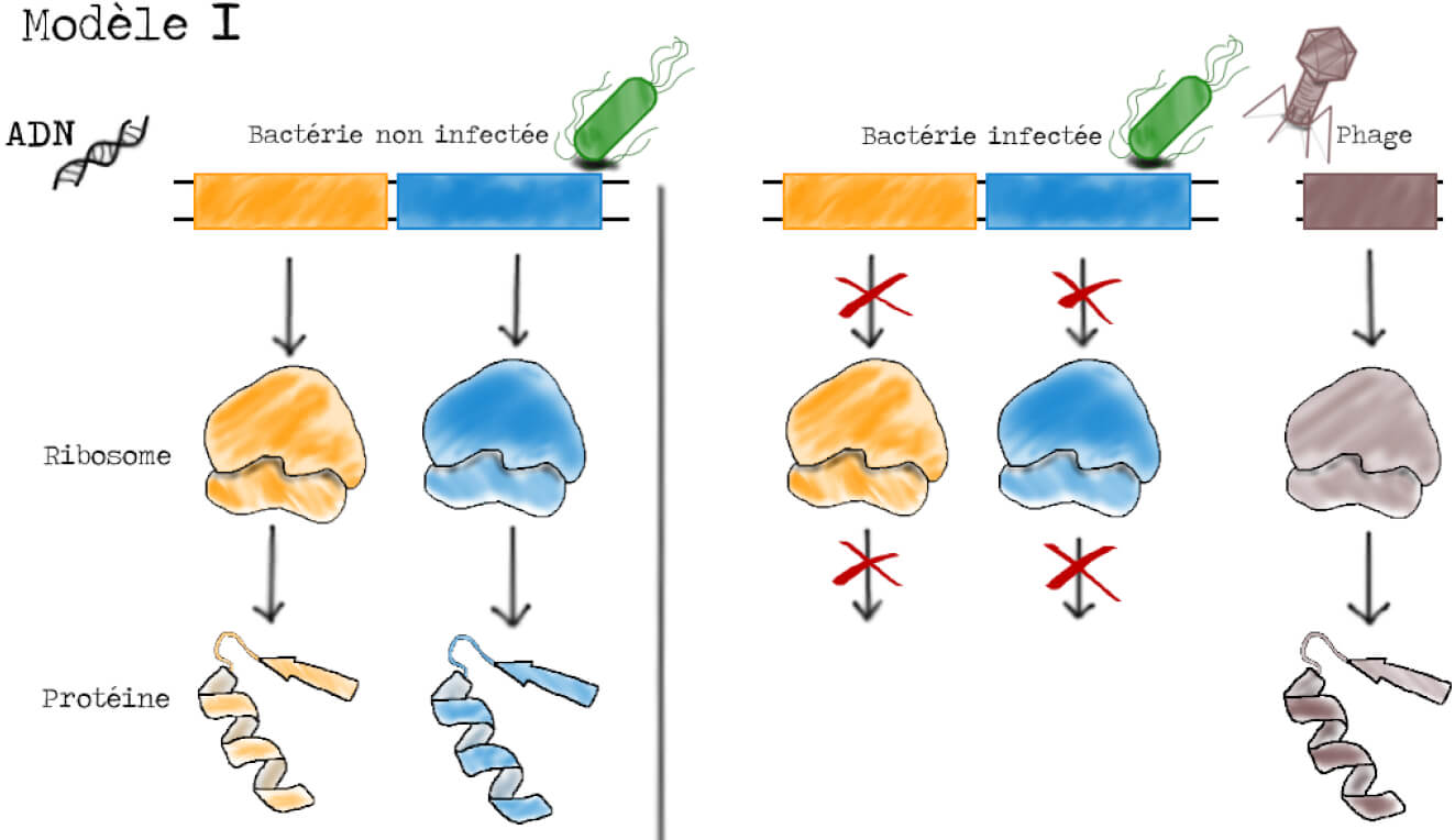 Gauche : un gène représenté par un rectangle jaune donne un ribosome jaune qui donne une protéine jaune. Idem avec un gène bleu. Droite : présence du phage. Les gènes jaune et bleu ne donnent pas de ribosome. Un gène marron du phage donne un ribosome marron qui donne une protéine marron.