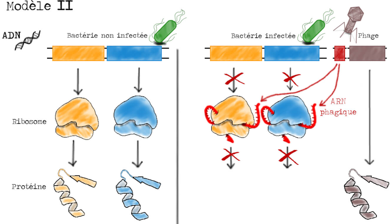 Gauche : un gène représenté par un rectangle jaune donne un ribosome jaune qui donne une protéine jaune. Idem avec un gène bleu. Droite : un gène rouge du phage donne de l'ARN phagique rouge qui bloque les ribosomes jaune et bleu. Le gène marron du phage donne directement une protéine marron sans l'intermédiaire d'un ribosome.