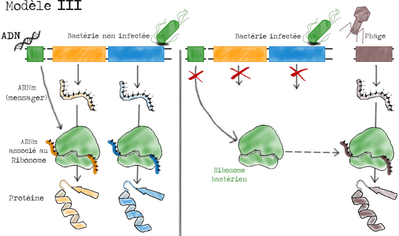 Gauche : un gène représenté par un rectangle vert donne un ribosome vert. Un gène jaune donne un ARNm jaune qui s'assemble à un ribosome vert ce qui aboutit à une protéine jaune. Idem avec un gène bleu. Droite : présence du phage. Les gènes vert, jaune et bleu sont bloqués. Un gène marron du phage donne un ARNm marron qui s'assemble à un ribosome vert préexistant, ce qui donne une protéine marron.