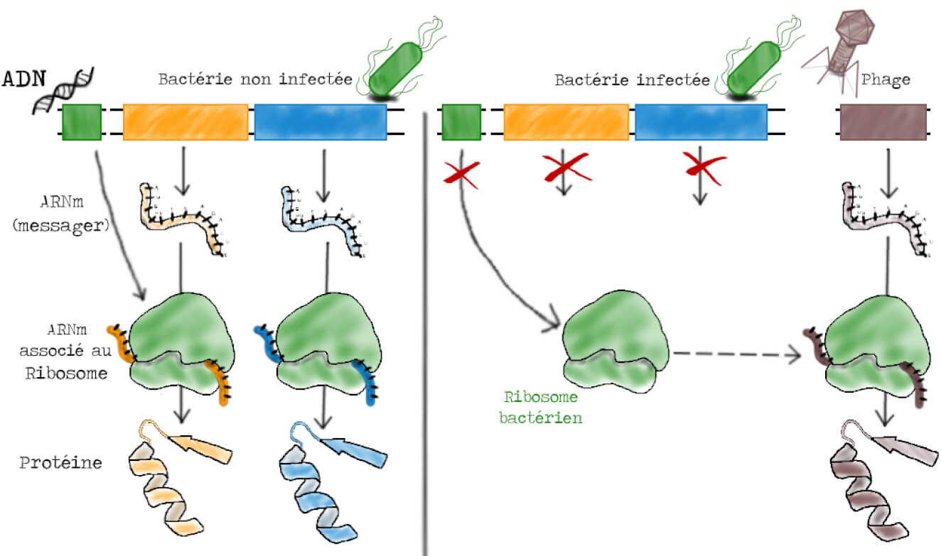 Gauche : un gène représenté par un rectangle vert donne un ribosome vert. Un gène représenté par un rectangle jaune donne un ARNm jaune qui s'associe au ribosome vert et donne une protéine jaune. Idem avec un gène bleu. Droite : présence du phage. Les gènes verts, jaunes et bleus ne donnent par d'ARN. Un gène marron du phage donne un ARNm marron qui s'associe à un ribosome vert déjà présent. Cela aboutit à une protéine marron.