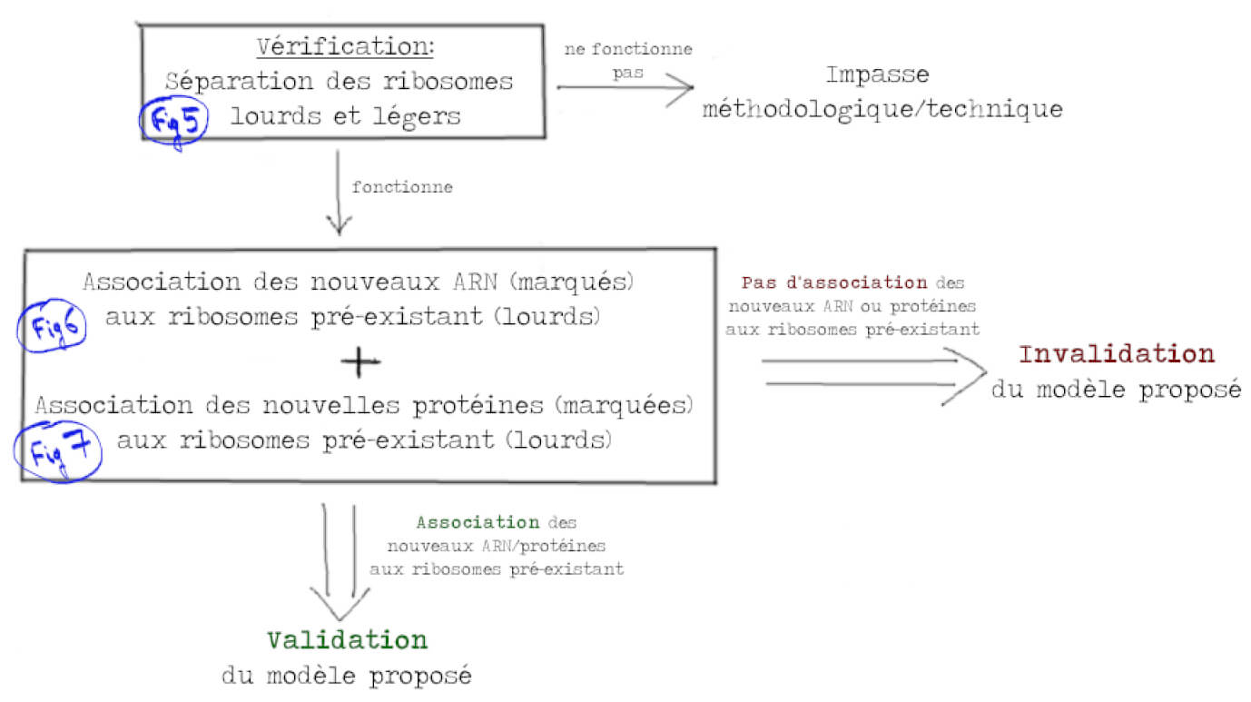 La D couverte De L ARN Messager Ou Comment Bien Formuler Le Titre D un La D couverte De L ARN Messager Ou Comment Bien Formuler Le Titre D un