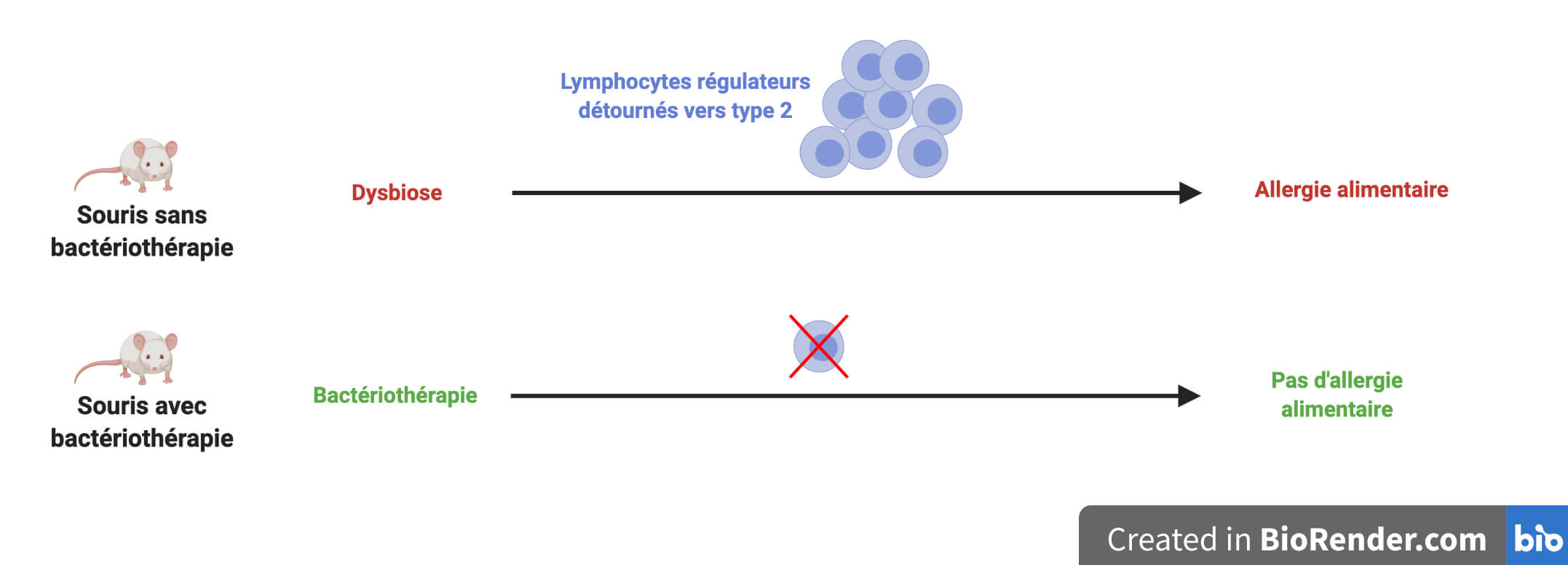 En haut, souris sans bactériothérapie. 
Une flèche relie "Dysbiose" à "Allergie alimentaire". La flèche est surmontée de lymphocytes régulateurs de type 2. En bas, souris avec bactériothérapie. Une flèche relie "Bactériothérapie" à "Pas d'allergie alimentaire". La flèche est surmontée d'un lymphocyte régulateur de type 2 barré d'une croix rouge.


