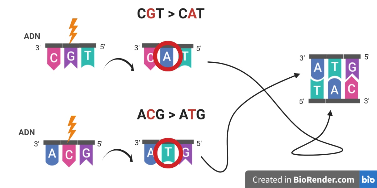 Une séquence CGT est complémentaire d'une séquence GCA. Si, pour la première, le G devient A, et que pour la seconde le C devient T, alors les séquences CAT et GTA sont toujours complémentaires.