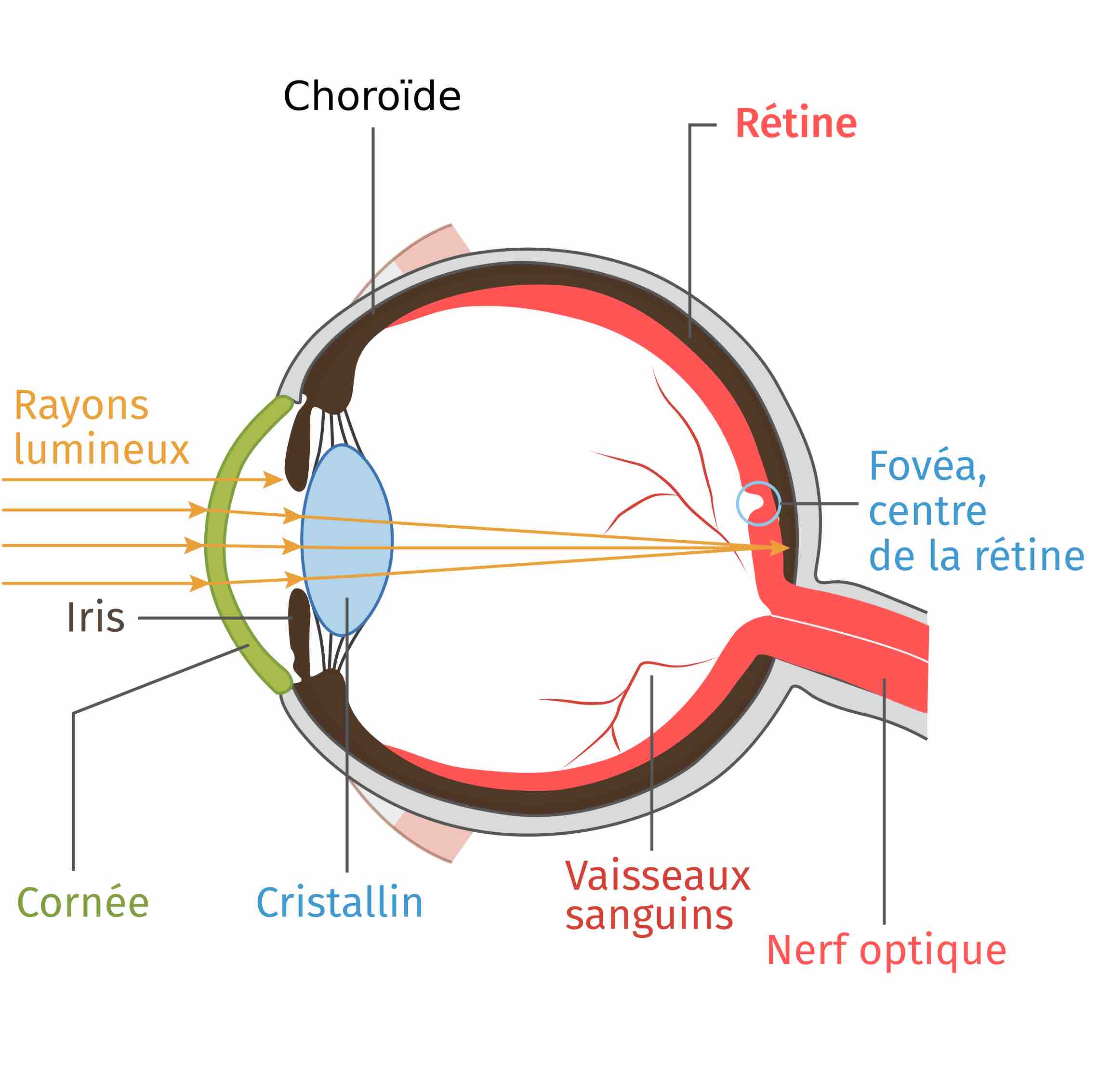 Schéma de l'oeil où sont annotés les rayons lumineux, l'iris, la cornée, le cristallin, les vaisseaux sanguins, le nerf optique, la fovéa c'est-à-dire le centre de la rétine, la rétine et la choroïde.