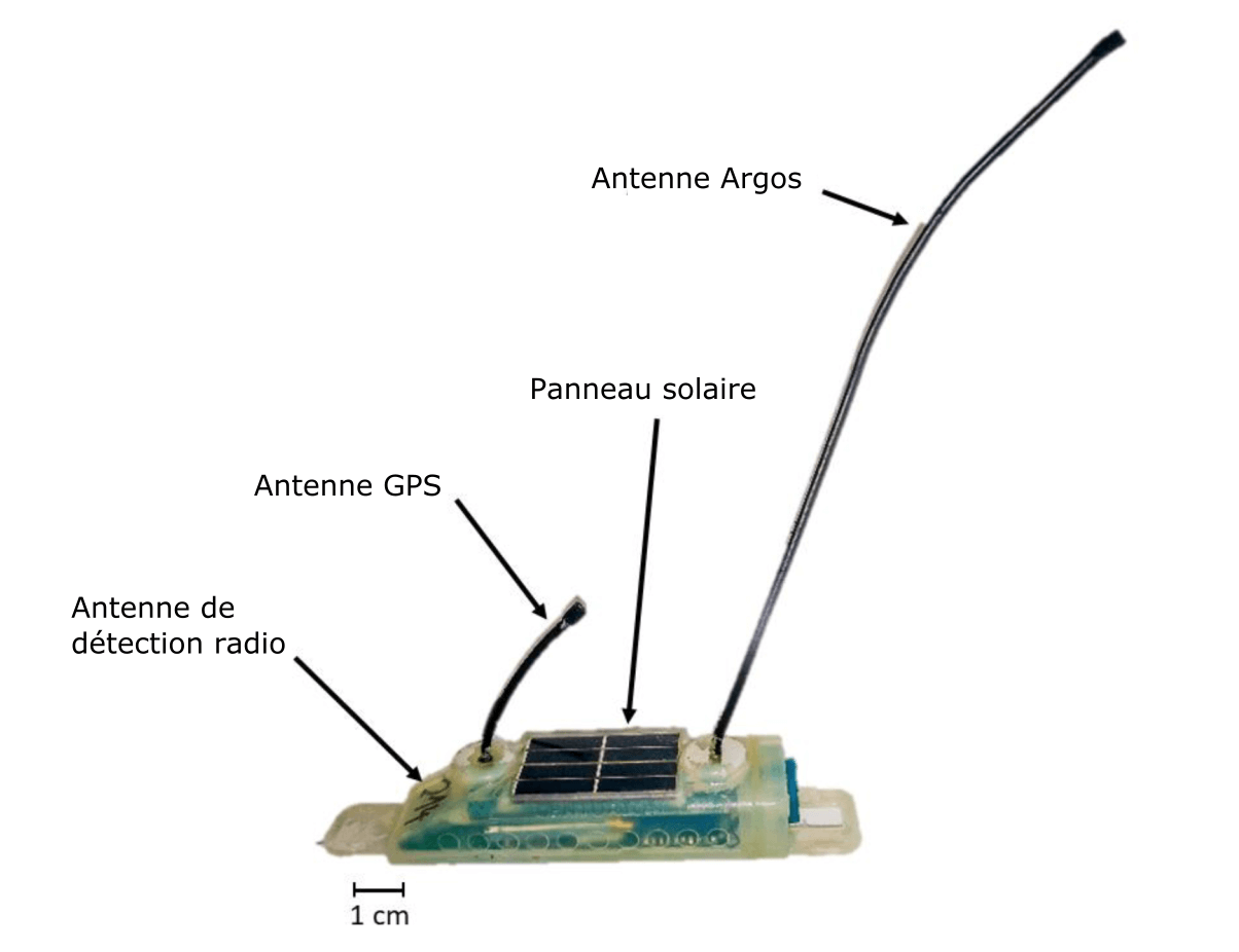 La balise fait environ 7-8 cm de long. Elle est composée d'une antenne de détection radio, d'une antenne GPS, d'un panneau solaire et d'une antenne Argos. 