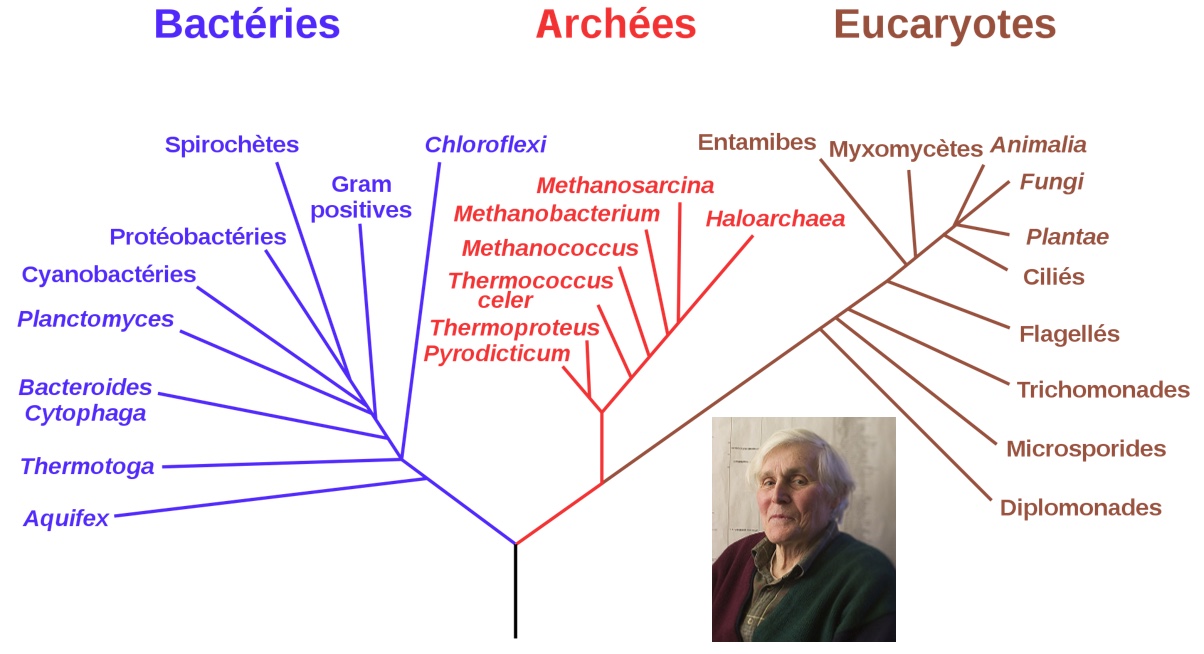 Un arbre phylogénétique composé de 3 couleurs représentant les Bactéries, les Archéess et les Eucaryotes. 