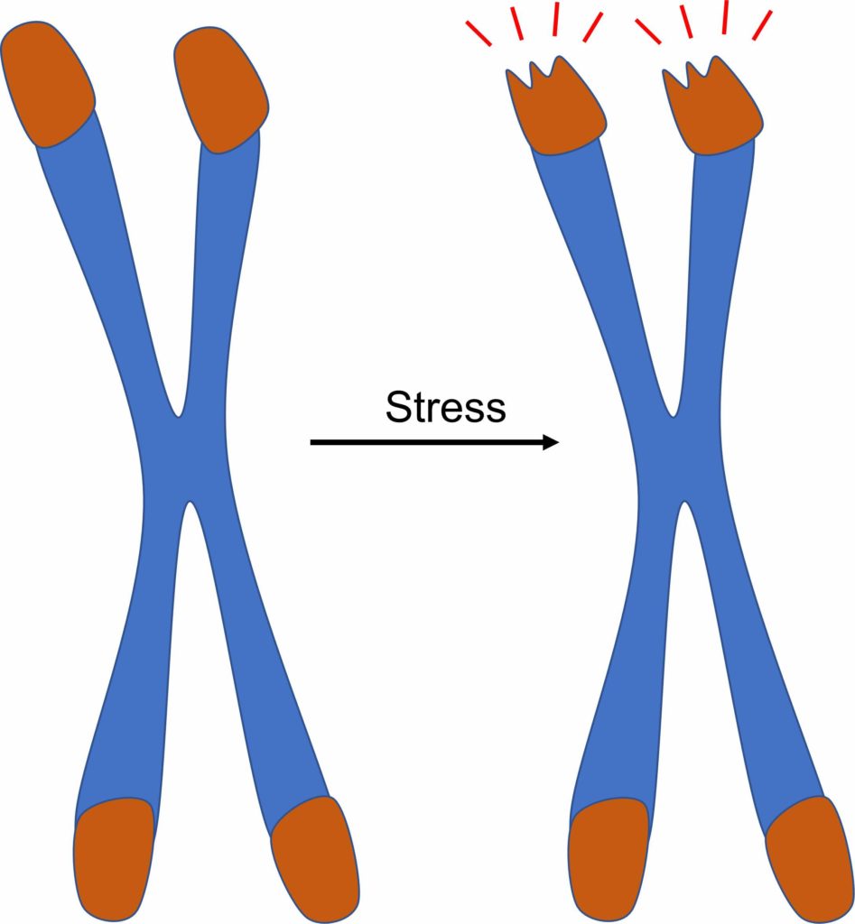 À gauche un chromosome dont les 4 extrémités sont colorées en orange. Une flèche annotée "stressé" mène à droite où les bouts oranges sont grignotés. 