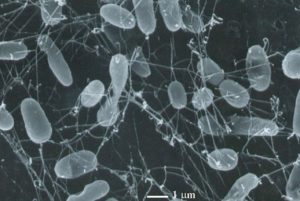 Photo sur fond noir d’une observation microscopique de bactéries, en gris, dans une gangue de filaments blancs très fins.