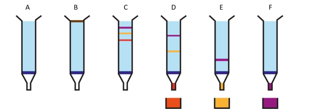 Illustrations représentant 6 colonnes de chromatographies, notées de gauche à droite de A à F. Chaque colonne représente l'étape suivante par rapport à la colonne juste à sa gauche. Elles sont représentées par des tubes coloriés en bleu (le bleu réprésente la résine) avec un trait bleu foncé en bas. Chaque colonne se termine en entonnoir. Dans chaque colonne, les traits de couleur (marron, rouge, jaune et violet) sont plus bas que dans la colonne précédente. La première colonne (A) est vide. La deuxième colonne (B) a un trait marron sur le dessus. La troisième colonne (C) a, de haut en bas : un trait violet, un trait jaune et un trait rouge. La quatrième colonne (D) a, de haut en bas, un trait violet et un trait jaune. La partie en entonnoir est coloriée en rouge et en-dessous, un pot est colorié en rouge. La cinquième colonne (E) a un trait violet, l'entonnoir colorié en jaune et un pot en-dessous colorié en jaune. La sixième colonne (F) est vide mais son entonnoir est colorié en violet et la pot est colorié en violet.