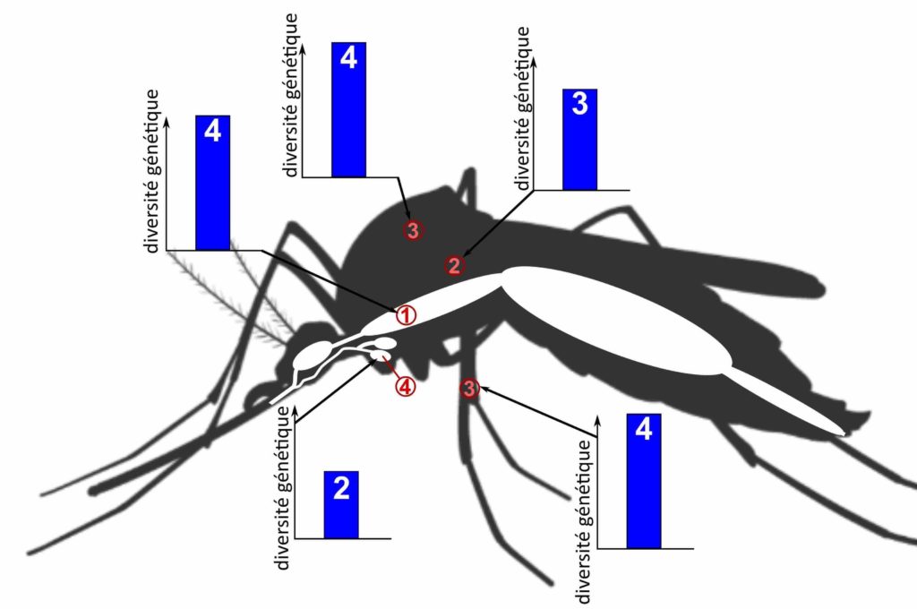 Même moustique que pour la Figure 1, avec les mêmes zones annotées. 5 graphiques sous forme d’histogramme sont reliés à différentes zones du moustique et indiquent la diversité génétique du virus dans ces zones. Le nombre blanc qui indique la diversité est 2 au niveau des glandes salivaires, 3 au niveau des cellules entourant le jabot et 4 pour le jabot, les cellules des pattes et le thorax.