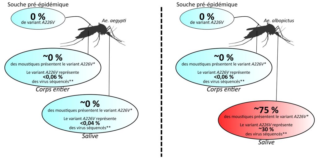 La figure est divisée en 2. La partie gauche correspond au moustique Aedes aegypti et la partie droite à la partie Aedes albopictus. Pour les 2 parties, on a la même flèche qui part du corps entier de chaque moustique et mène à une bulle bleue qui indique "Souche pré-épidémique. 0 % de mutant A226V*". Une autre même flèche part du corps entier, mène à une bulle bleue et indique "environ 0 % des moustiques présentent le variant A226V*. Le variant A226V représente