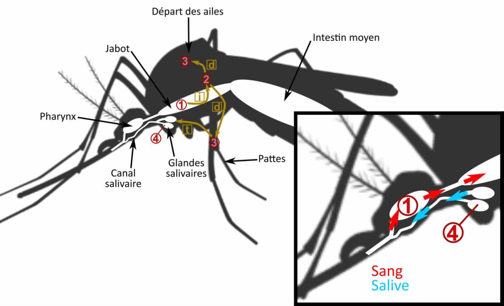 L'anatomie en coupe d'un moustique est représentée. L'anatomie extérieure montre les pattes ainsi que la zone du thorax de laquelle partent les ailes. À l'intérieur, on distingue le canal salivaire dans la continuité de la trompe. Ce canal est relié aux glandes salivaires. Au-dessus du canal salivaire se trouve le pharynx, qui débouche sur une première cavité appelée jabot, débouchant à son tour sur l'intestin moyen. Ces trois zones constituent le système digestif du moustique auquel la légende fait référence. La zone 1 correspond au jabot, la zone 2 au tissu du moustique entourant le jabot, la zone 3 au tissu des pattes et du thorax et enfin la zone 4 correspond aux glandes salivaires. Un encart précise le sens du mouvement du sang (depuis la trompe vers le pharynx) et de la salive (depuis les glandes salivaires jusqu'à la trompe, en passant par le canal salivaire).