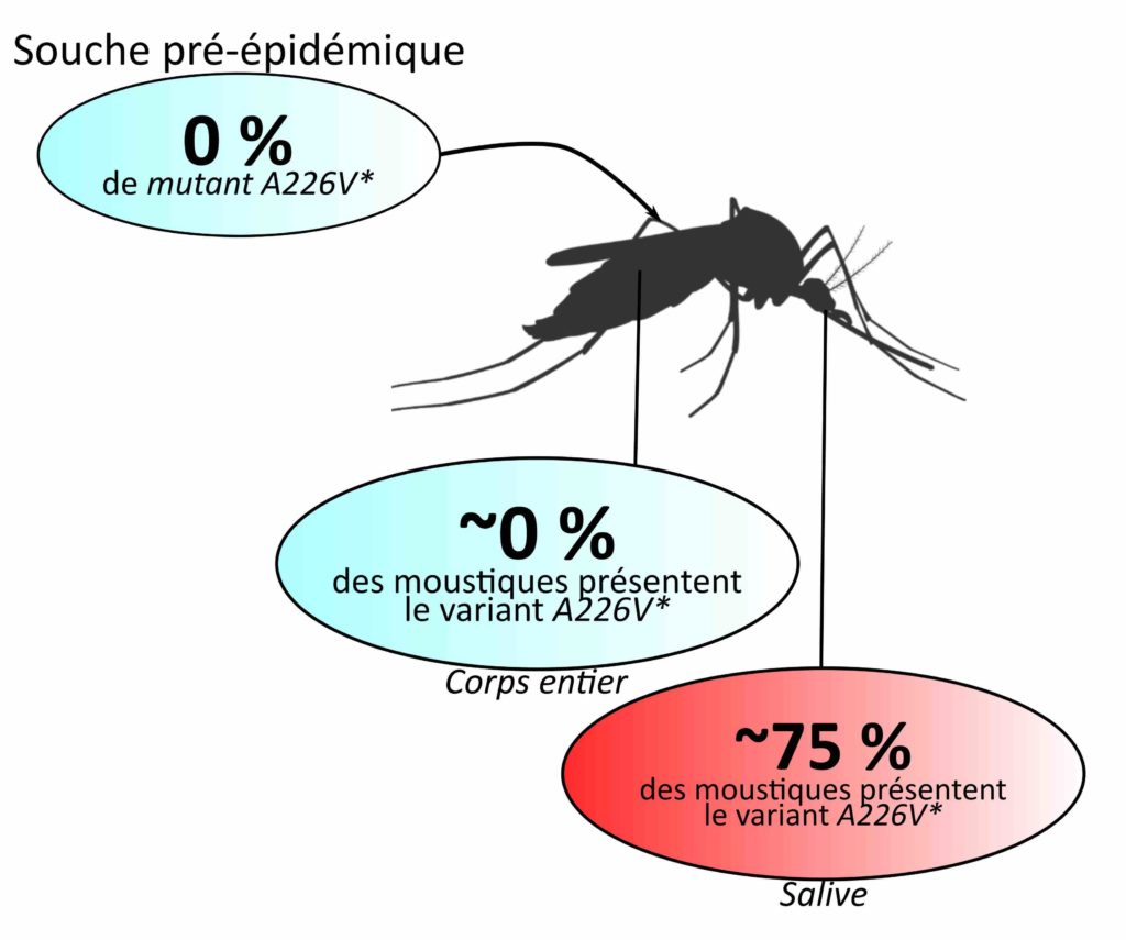 Une flèche part du corps entier d'un moustique et mène à une bulle bleue qui indique "Souche pré-épidémique. 0 % de mutant A226V*". Une autre flèche part du corps entier, mène à une bulle bleue et indique "environ 0 % des moustiques présentent le variant A226V*". Une flèche part de la tête du moustique, mène à une bulle rouge et indique "Salive. Environ 75 % des moustiques présentent le variant A226V*"