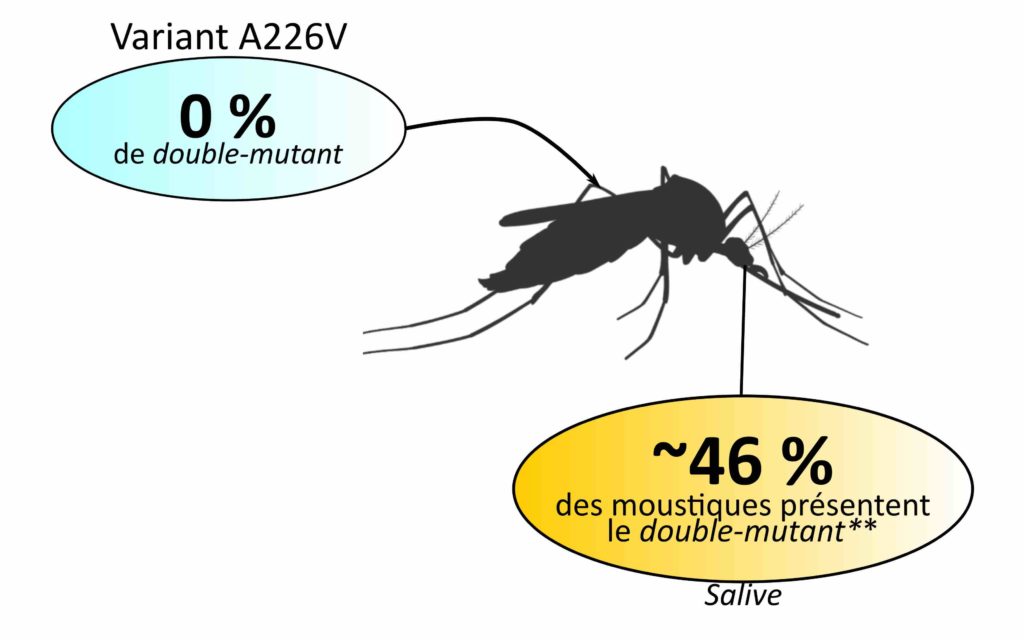 Une flèche part du corps entier d'un moustique et mène à une bulle bleue qui indique "Variant A226V. 0 % de double-mutant". Une flèche part de la tête du moustique et mène à une bulle jaune qui indique "Salive. Environ 46 % des moustiques présentent le double-mutant*".