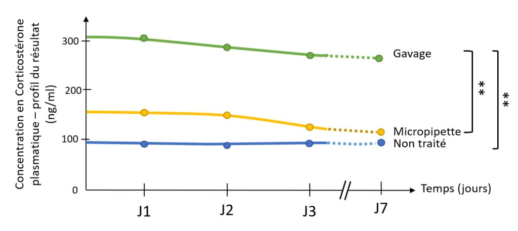 Schéma représentant la concentration en Corticostérone plasmatique sur l’axe des ordonnées (profil du résultat en ng/ml) en fonction du temps sur l’axe des abscisses (en jour avec quatre points marqués : J1, J2, J3 et J7). Trois courbes sont représentées. Une courbe bleue, correspondant au groupe non traité, varie très peu et reste stable autour de 100 ng/ml. Une courbe jaune, correspondant au groupe micropipette, commence autour de 150 ng/ml et diminue pour arriver vers 100 ng/ml à J7. Et la dernière courbe, verte, correspondant au gavage, commence autour de 300 ng/ml à J1 puis diminue légèrement pour être autour de 280 ng/ml à J7. Deux accolades, l’une entre les courbes micropipette et gavage et l’autre entre les courbes non traité et gavage, sont représentées sur la droite du graphique avec deux étoiles “**” indiquant une différence statistique significative entre les groupes.