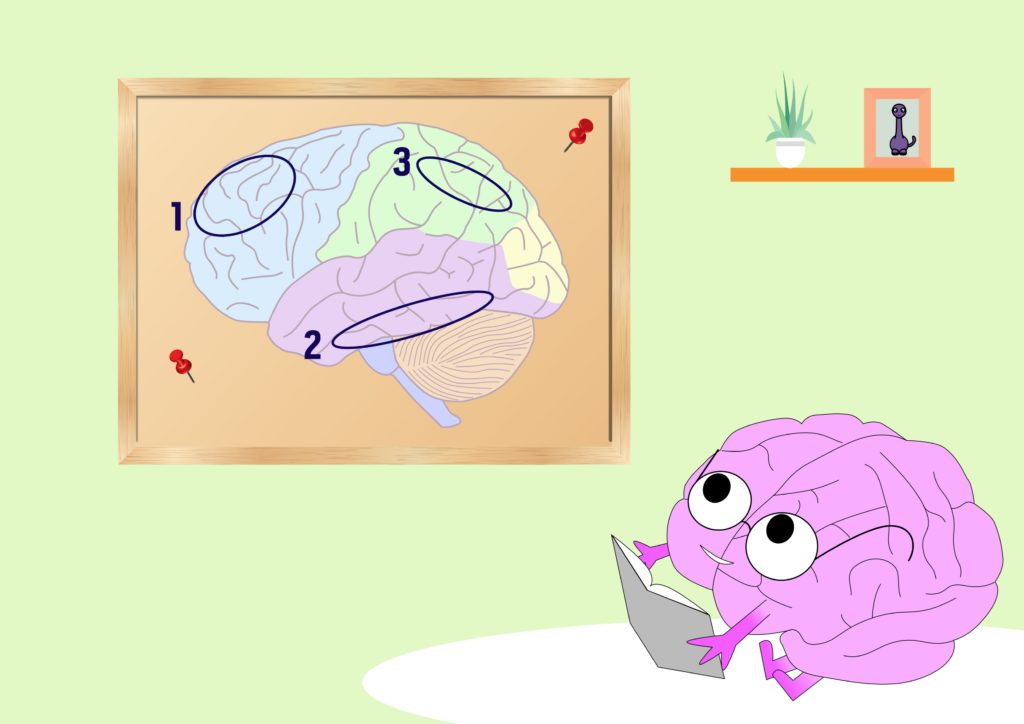 Dessin représentant le cerveau vu de côté, en coupe sagittale, avec l’avant du cerveau à gauche et l’arrière à droite. Sur le haut gauche de l’image, se trouve le cortex frontal dorsal, identifié par un rond annoté "1". En bas du cerveau et au-dessus du cervelet se trouve le cortex inférotemporal, indiqué par une ellipse annotée "2". Sur la droite du cerveau, au sein du lobe pariétal se trouve le sillon intrapariétal, représenté par une ellipse annotée "3".