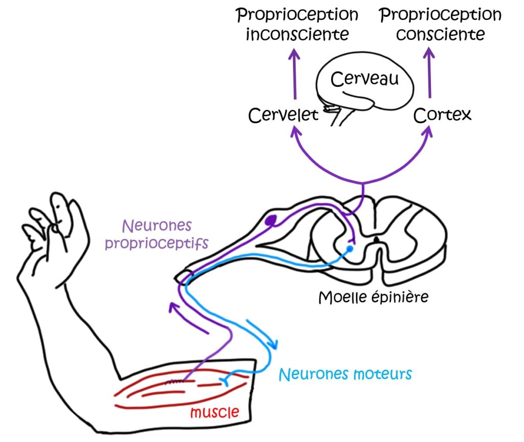 Dessin représentant le circuit neuronal de la propriocption. On y voit un bras plié, avec le biceps dessiné dessus. À l'intérieur du biceps, le muscle est dessiné. Au-dessus du bras est dessiné une coupe transversale de vertèbre avec la moelle épinière. Au-dessus est dessiné un cerveau avec à côté les mots "cervelet" et "cortex". Les neurones sensoriels (notés "proprioceptifs") sont représentés par une ligne violette flechée qui part du muscle, va vers la moelle épinière puis vers le cerveau via le cervelet et le cortex. Du cervelet une flèche violette va vers "Proprioception inconsciente" et du cortex une ligne violette va vers "Proprioception consciente". Au niveau de la moelle épinière, la ligne violette se connecte à une ligne bleue qui représente les neurones moteurs et va vers le muscle.