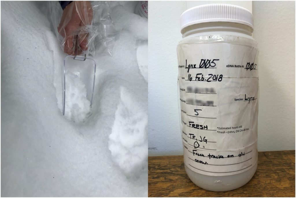 À gauche, une main humaine, gantée de plastique, récolte de la neige. À droite, une bouteille plastique remplie de neige comportant une étiquette mentionnant des informations comme la date de prélèvement.