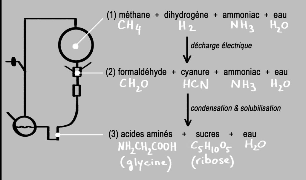 Schéma simplifié du dispositif de la figure 1. À droite de la figure sont représentées 3 réactions. Dans le grand ballon : méthane + dihydrogène + ammoniac + eau se mélangent (réaction 1). Au contact des électrodes sous le grand ballon, ce mélange réagit et produit : formaldéhyde + cyanure + ammoniac + eau (réaction 2). Ce deuxième mélange se condense et les molécules se solubilisent dans le condensateur. Dans le tube en U, le liquide finit de réagir en produisant un mélange : acides aminés + sucres + eau (réaction 3).