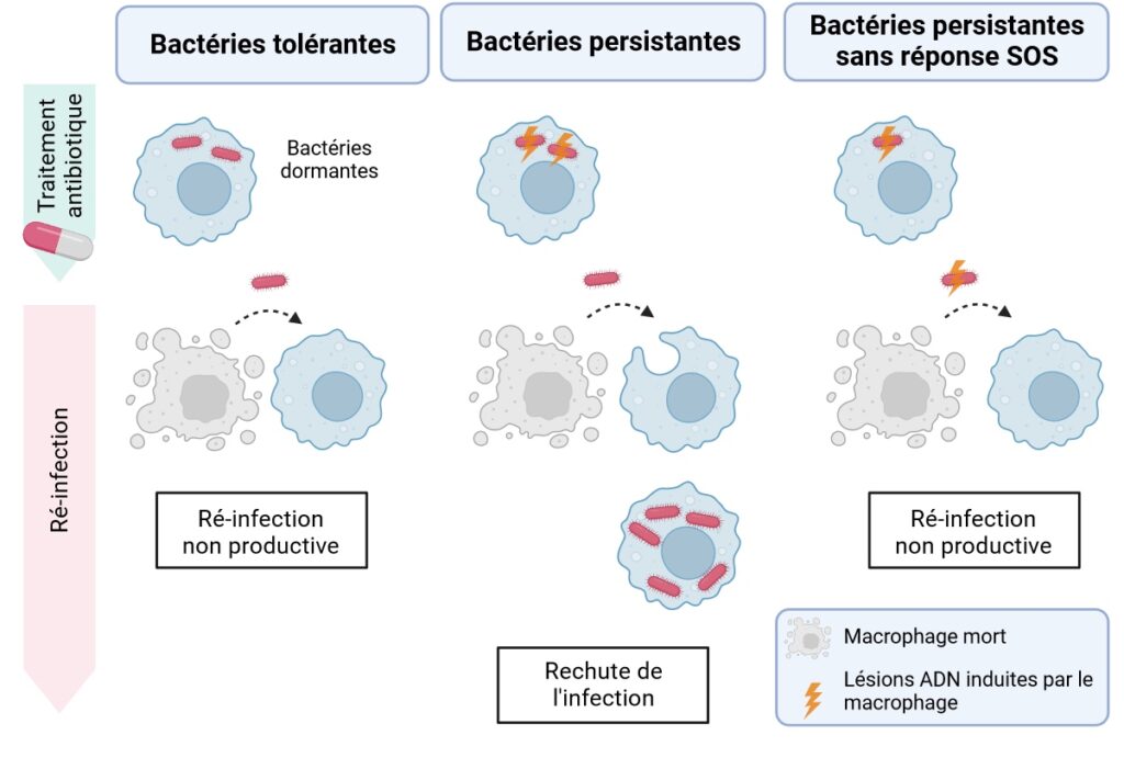 Schéma en trois parties, de gauche à droite : "Bactéries tolérantes", "Bactéries persistantes" et "Bactéries persistantes sans réponse SOS". Chaque panel est divisé en deux phases temporelles, représentées verticalement par deux flèches, d'abord "Traitement antibiotique", puis "Ré-infection". La phase de traitement représente le comportement des bactéries (ovales rouges) au sein de macrophages (quasi-cercles bleus). En haut traitement antibiotique) puis à gauche (bactéries tolérantes) : 2 bactéries dormantes dans le macrophage. En haut (au milieu (bactéries persistantes) : il y a un éclair sur les 2 bactéries et c’est annoté « Réplication de l’ADN active ». En haut à droite (bactéries persistantes sans traitement SOS) : 1 bactérie avec un éclair et annoté « Réplication de l’ADN active ». En bas (ré-infection) à gauche (bactéries tolérantes) : un macrophage grisé et bulleux est relié à un macrophage normal par une flèche surmontée d'une bactérie. C’est annoté "Ré-infection non productive". Au centre (bactéries persistantes) présente le même schéma, ainsi qu'un macrophage additionnel contenant plusieurs bactéries rouges et un encart indiquant "Rechute de l’infection". À droite (bactéries persistantes sans traitement SOS) : comme le panel de gauche mais la bactéries au-dessus de la flèche est barrée d'un éclair. L'encadré sous le schéma indique "Ré-infection non productive".
