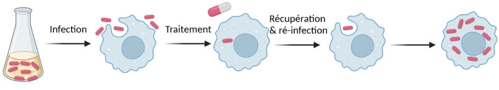 Même image que la partie haute de la Figure 4 avec 2 étapes supplémentaires : une flèche notée "Récupération & ré-infection" mène vers un macrophage qui va entourer 1 bactérie puis une dernière flèche mène à un macrophage qui a à l'intérieur de nombreux ovales rouges.