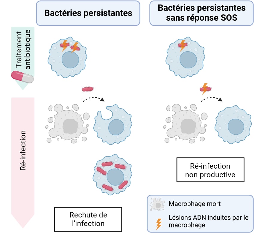 Schéma en 2 parties, de gauche à droite : "Bactéries persistantes" et "Bactéries persistantes sans réponse SOS". Chaque panel est divisé en deux phases temporelles, représentées verticalement par deux flèches, d'abord "Traitement antibiotique", puis "Ré-infection". La phase de traitement représente le comportement des bactéries (ovales rouges) au sein de macrophages (quasi-cercles bleus). En haut traitement antibiotique) à gauche (bactéries persistantes) : 2 bactéries sont dans un macrophage et il y a un éclair sur les 2 bactéries. En haut à droite (bactéries persistantes sans traitement SOS) : 1 bactérie avec un éclair. En bas (ré-infection) à gauche : un macrophage grisé et bulleux est relié à un macrophage normal par une flèche surmontée d'une bactérie ; en-dessous il y a un macrophage contenant plusieurs bactéries rouges. C’est annoté "Rechute de l’infection". À droite : comme le panel de gauche mais la bactéries au-dessus de la flèche est barrée d'un éclair. L'encadré sous le schéma indique "Ré-infection non productive".