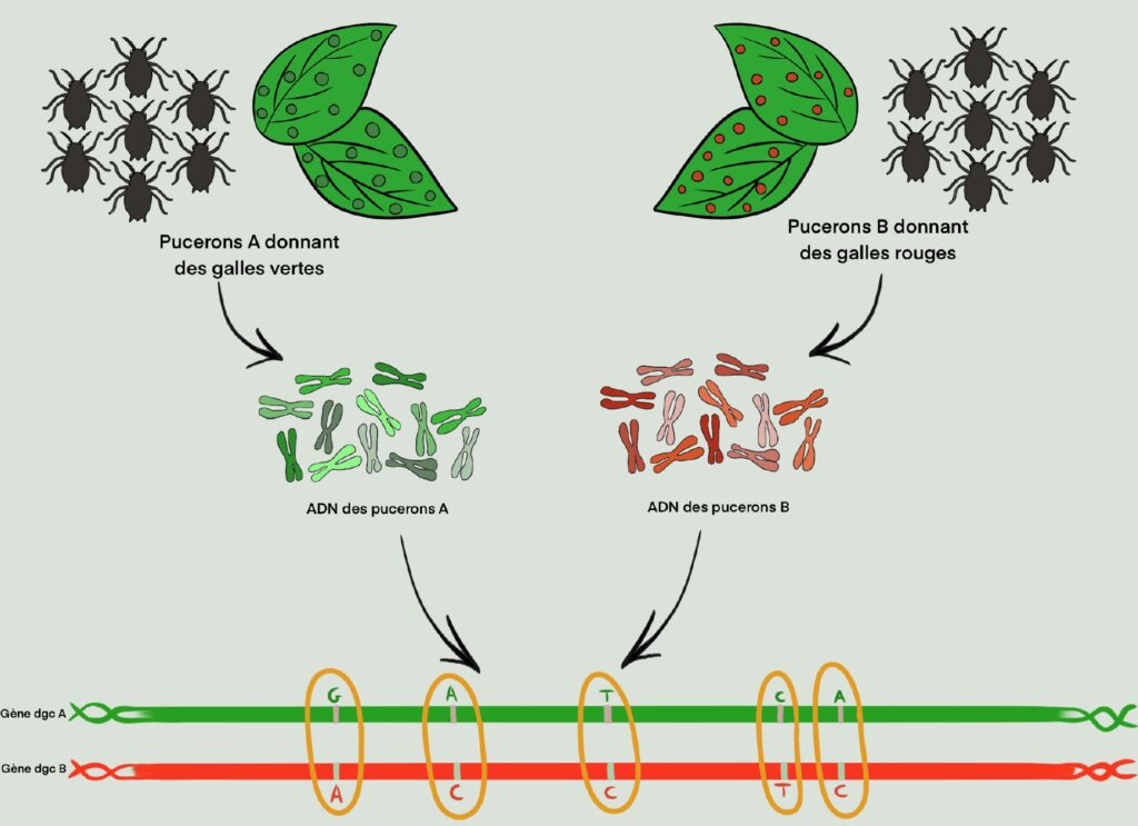 Deux groupes de pucerons. Chacun est à côté de feuilles vertes qui portent soit des points rouges, soit des points verts, en fonction du groupe considéré. Des chromosomes rouges sont issus des pucerons du groupe rouge, de même pour des chromosomes verts. Une hélice d’ADN verte et une rouge sont positionnées l’une au-dessus de l’autre et correspondent aux séquences génétiques des pucerons verts et rouges. Des lettres ATGC différentes entre les deux hélices sont entourés en jaune.
