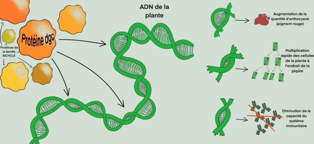 Des ronds annotés “protéines bicycle”, dont une correspond à la protéine dgc. Ces ronds sont liés à la double hélice d’ADN de la plante. En fonction de la zone de l’hélice impactée, on observe un effet différent de la protéine sur la plante. Le premier effet est l’augmentation de la quantité d’anthocyanes : production d’un rond rouge. Le second est la multiplication des cellules de la plante. Le troisième est la diminution de la capacité du système immunitaire.