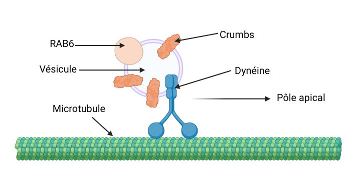 Un microtubule est représenté sous la forme d'un tube vert horizontal en bas, sur lequel se trouve la dynéine qui est représentée comme un "Y" dont les deux bras sont vers le bas, accrochés au microtubule. La dynéine est associée à une vésicule ronde, au niveau de la partie vers le haut, qui contient à la fois la protéine rab6 (rond) et à la fois la protéine crumbs (rectangle). Une flèche indique que la dynéine (et donc le complexe) se déplace vers le pôle apical (droite de la figure).